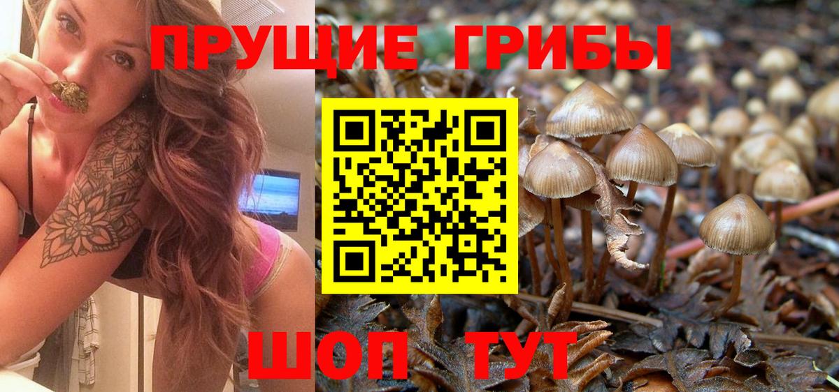 Псилоцибиновые грибы Psilocybe Скопин